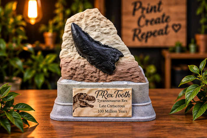T-Rex Tooth Fossil Display